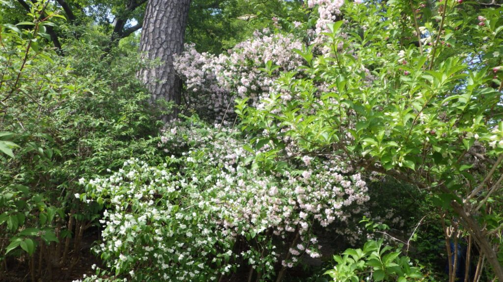 卯の花苑4