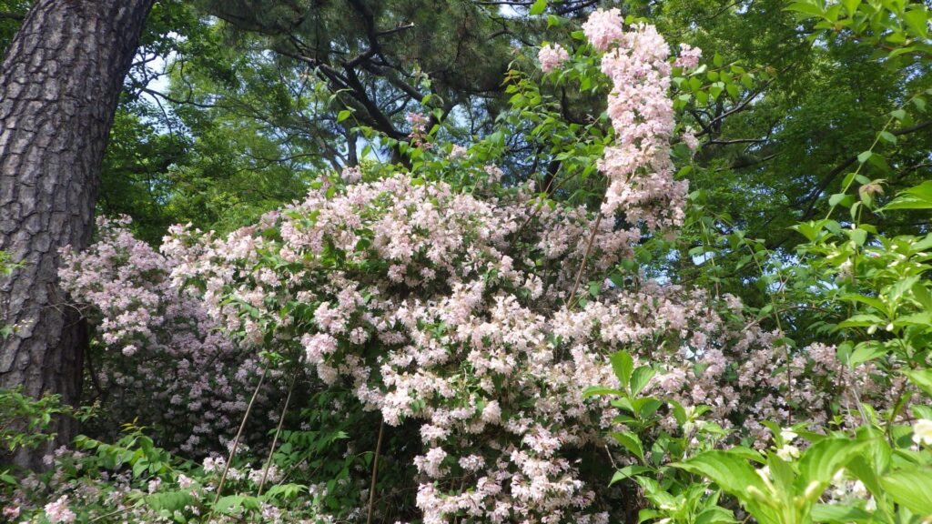 卯の花苑5