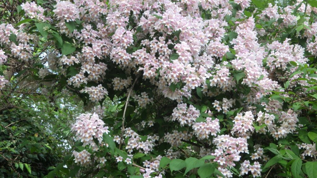 卯の花苑3