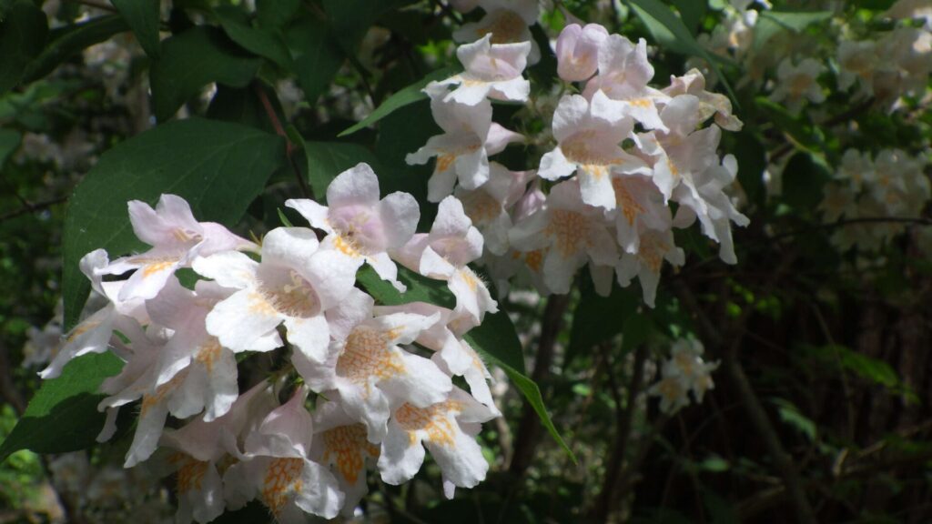 卯の花苑7