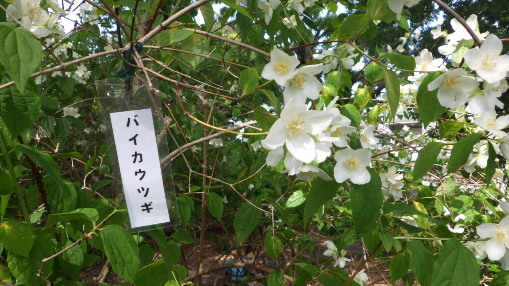 卯の花苑10