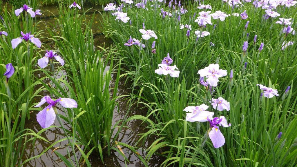 菖蒲2