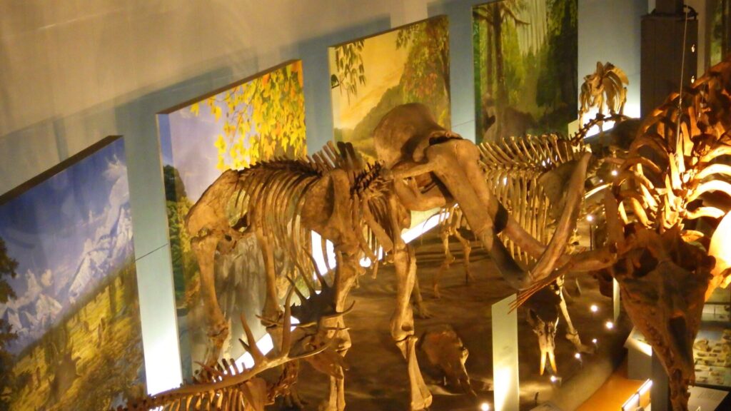 福井県立恐竜博物館3