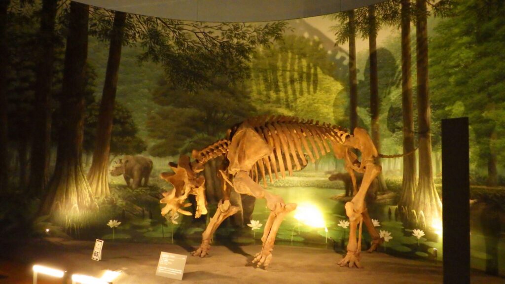 福井県立恐竜博物館5