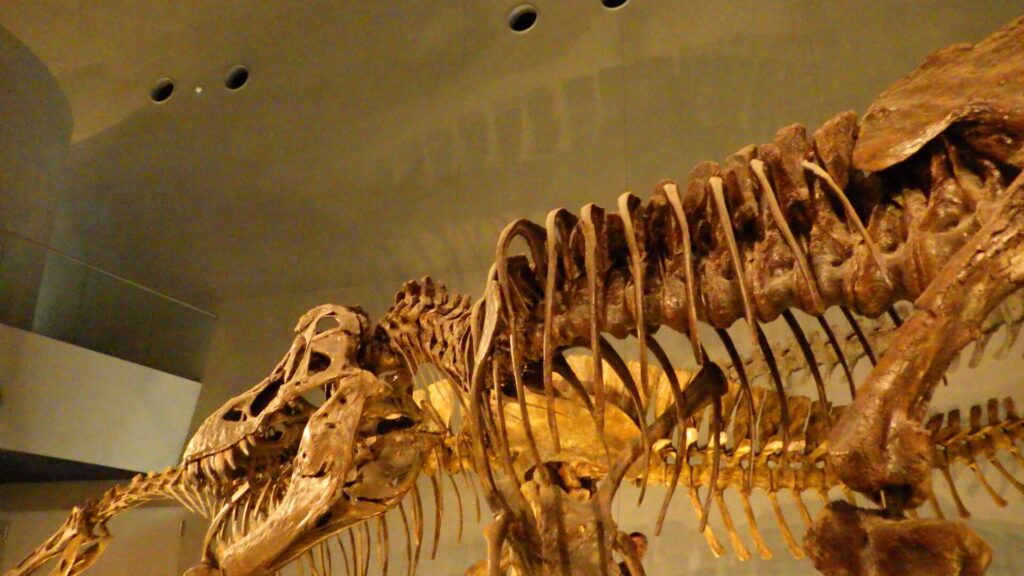 福井県立恐竜博物館6