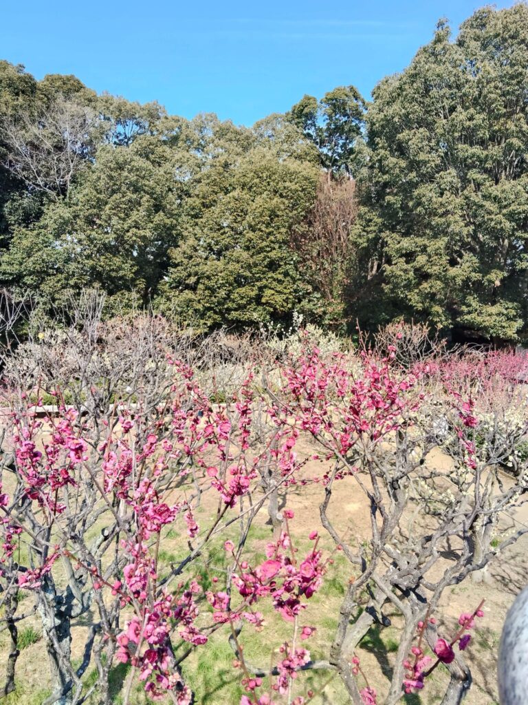 道明寺天満宮の梅園