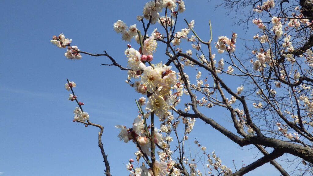 道明寺天満宮の梅園3