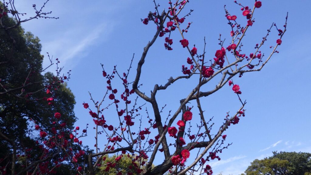道明寺天満宮の梅園2
