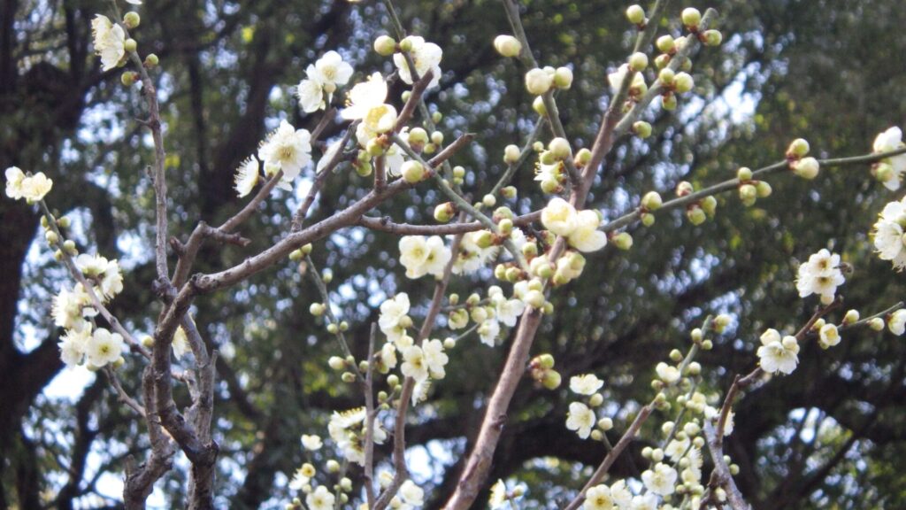 道明寺天満宮の梅園4