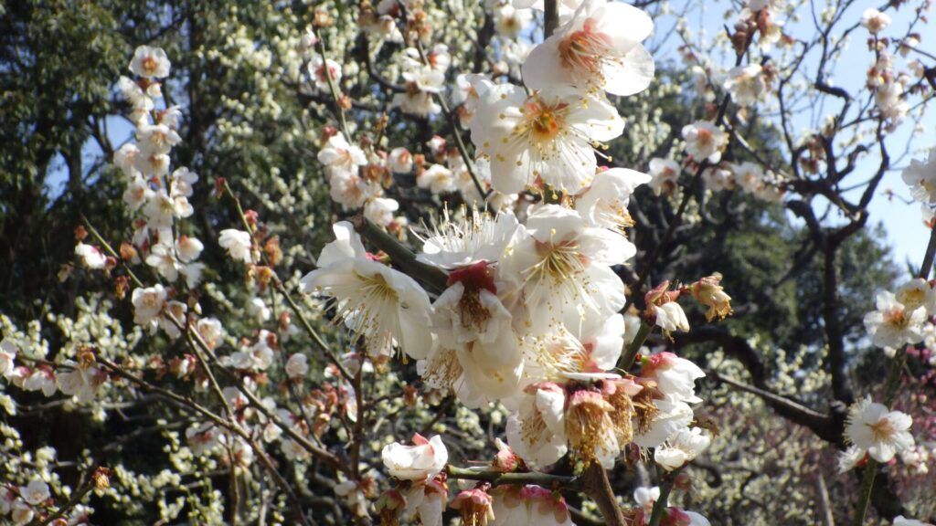 道明寺天満宮の梅園7