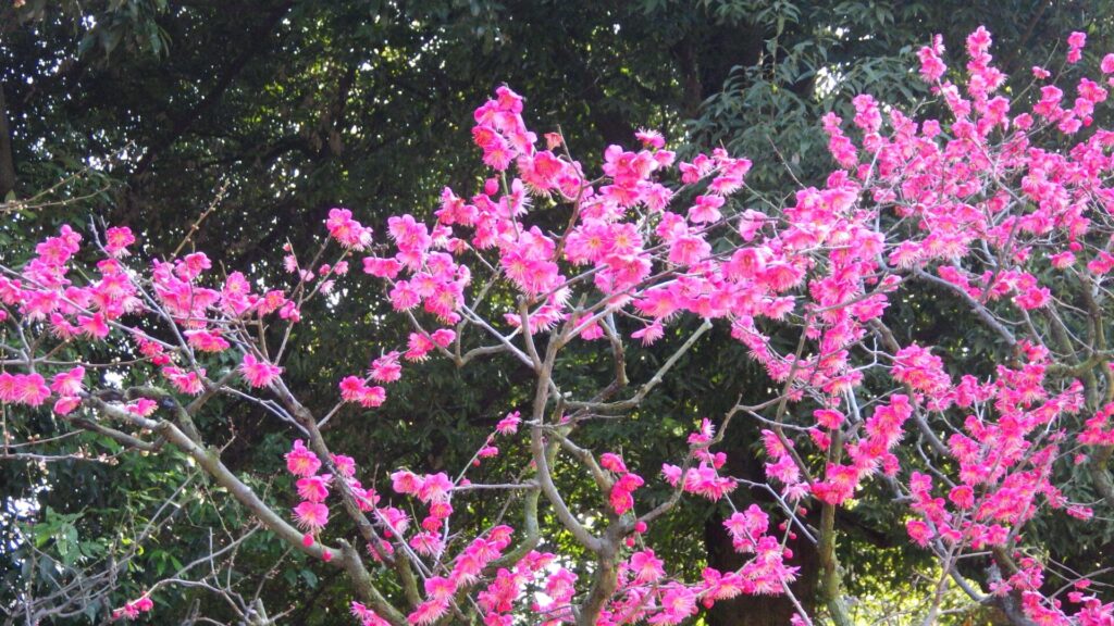 道明寺天満宮の梅園6