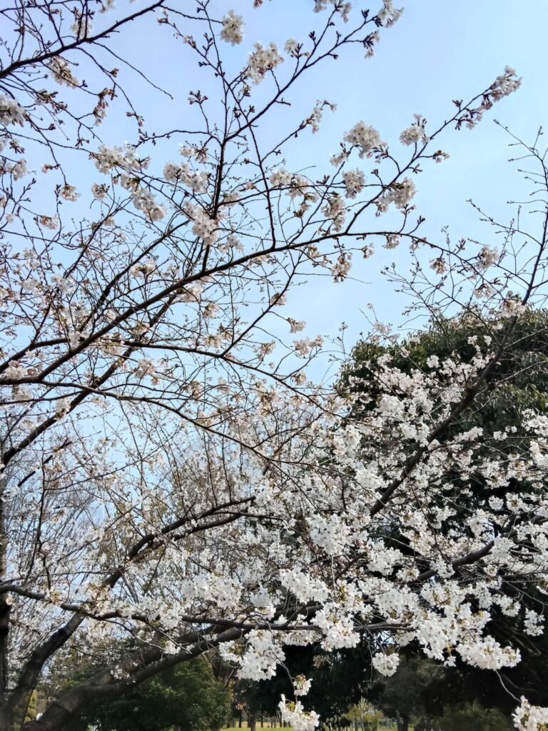 大仙公園の桜4