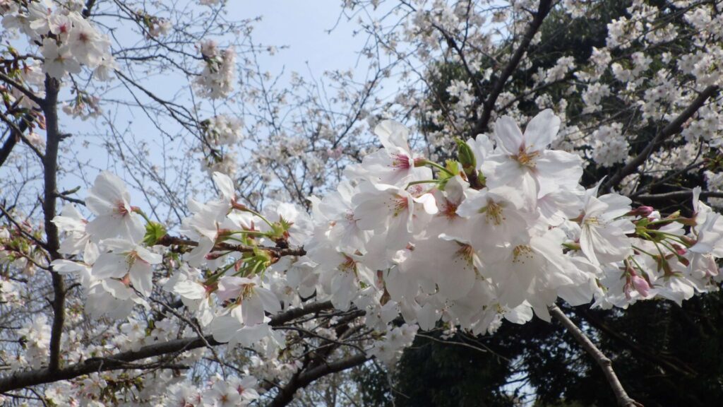 大仙公園の桜