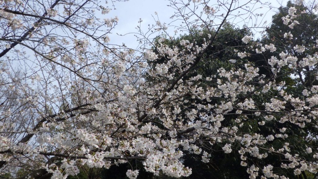 大仙公園の桜2