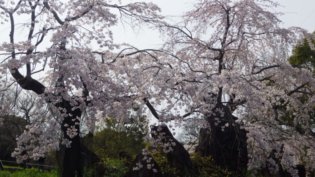 枝垂桜