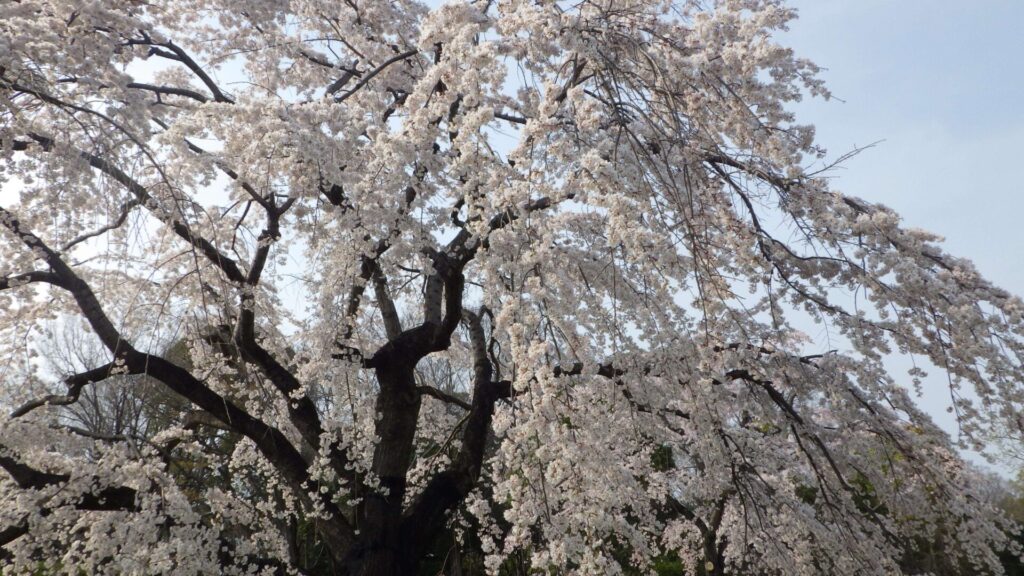 枝垂桜2