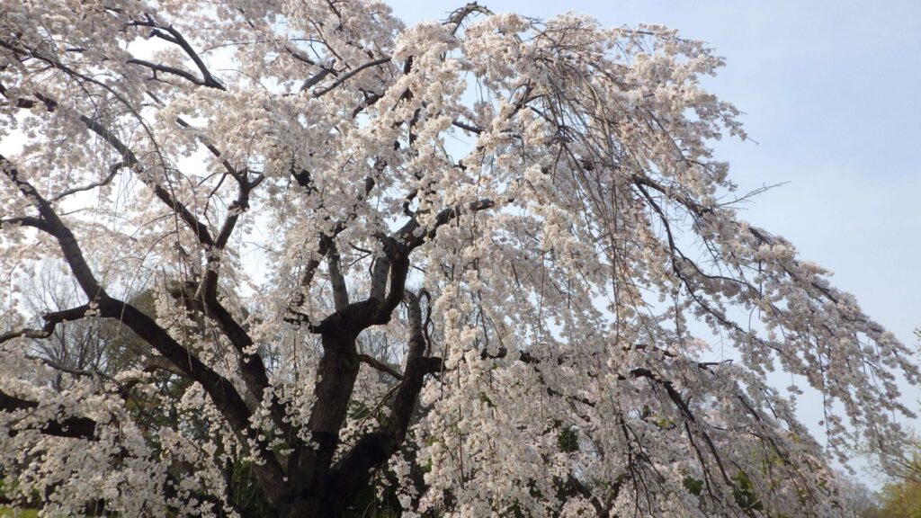 枝垂桜3