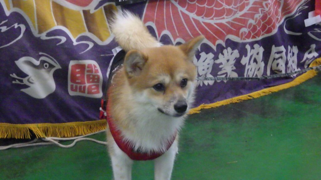 看板犬