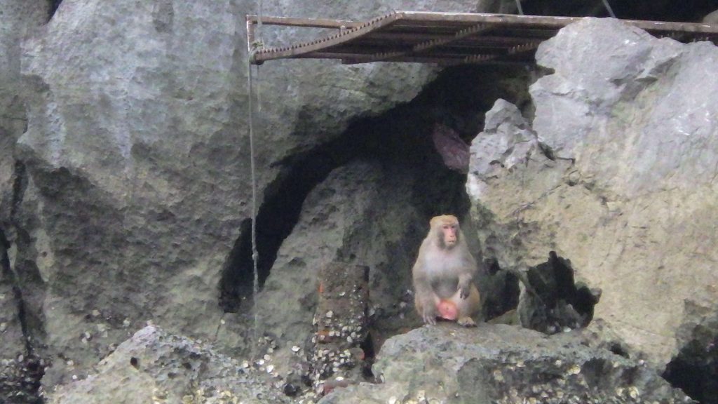 野生のサル