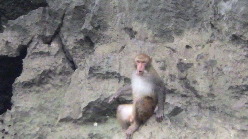 野生のサル